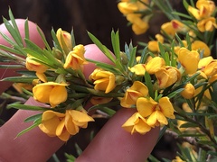Pultenaea juniperina