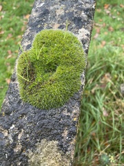 Syntrichia montana