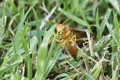 Polistes wattii