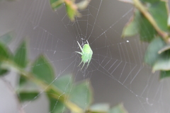 Araneus circulissparsus
