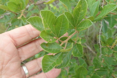 Searsia pyroides pyroides