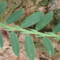 Bossiaea stephensonii
