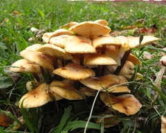 Flammulina