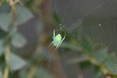 Araneus circulissparsus
