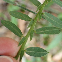 Bossiaea stephensonii