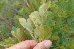 Searsia pyroides pyroides