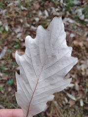 Quercus