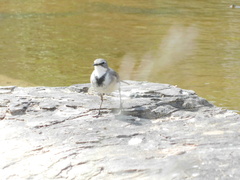 Motacilla capensis capensis