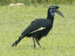 Bucorvus abyssinicus