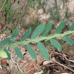 Bossiaea stephensonii