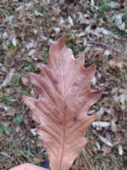 Quercus