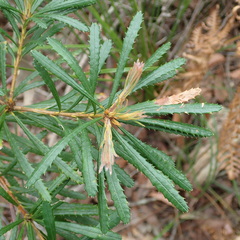 Banksia spinulosa