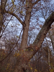 Quercus