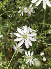 Stellaria pungens