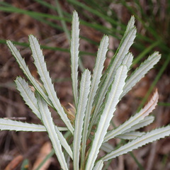 Banksia spinulosa
