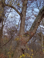 Quercus