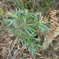 Banksia spinulosa
