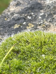 Syntrichia montana