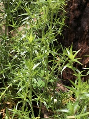 Stellaria pungens