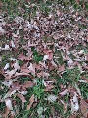 Quercus