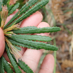 Banksia spinulosa