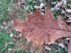 Quercus