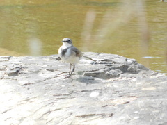 Motacilla capensis capensis
