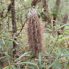 Banksia spinulosa