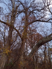 Quercus