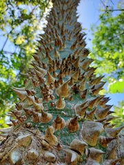Malvaceae