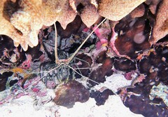 Panulirus versicolor