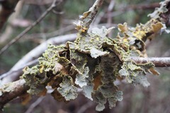 Lobariaceae
