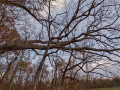 Quercus