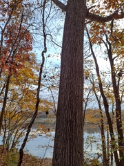 Quercus velutina