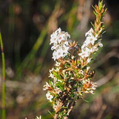 Epacris lanuginosa