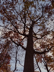 Quercus velutina