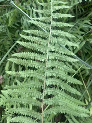 Thelypteris confluens