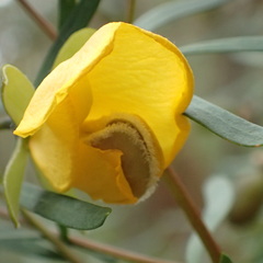 Gompholobium latifolium
