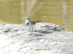 Motacilla capensis capensis