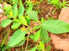 Solanum campylacanthum
