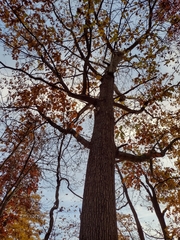 Quercus velutina