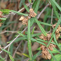Lasiopetalum ferrugineum