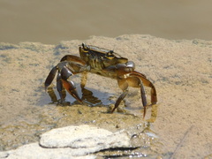 Potamonautes barnardi