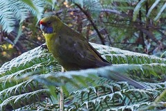 Platycercus caledonicus