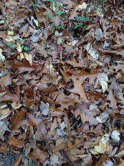 Quercus velutina