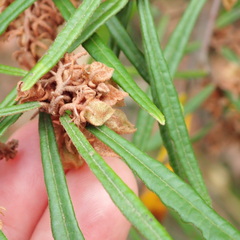 Lasiopetalum ferrugineum