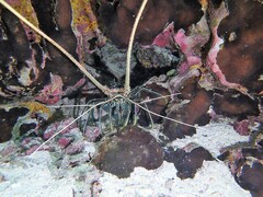 Panulirus versicolor