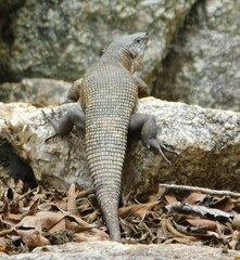 Matobosaurus validus