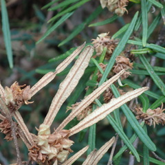 Lasiopetalum ferrugineum