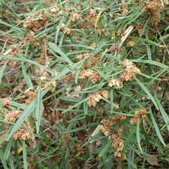 Lasiopetalum ferrugineum
